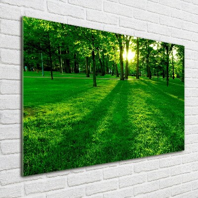 Tableau photo sur verre Herbe dans le parc