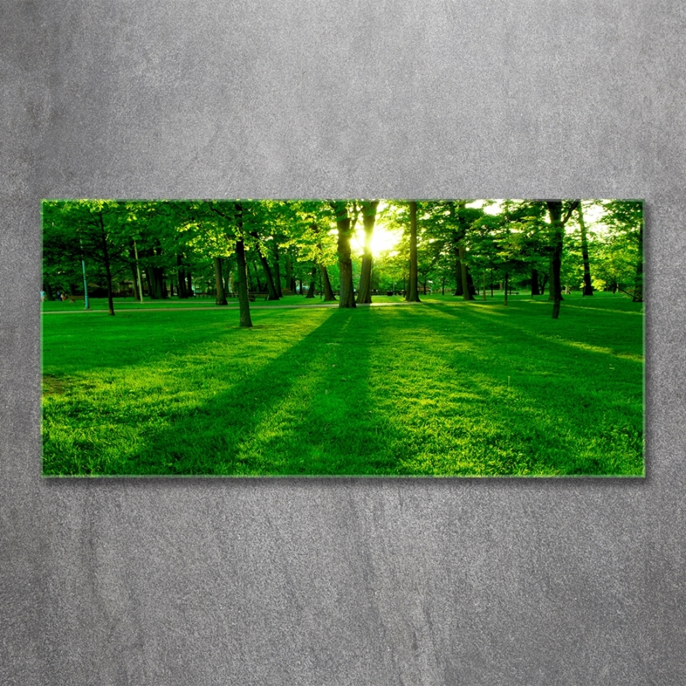 Tableau photo sur verre Herbe dans le parc