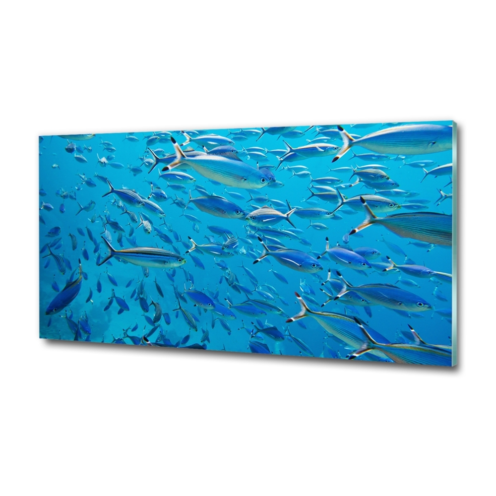 Tableau imprimé sur verre Poisson corail