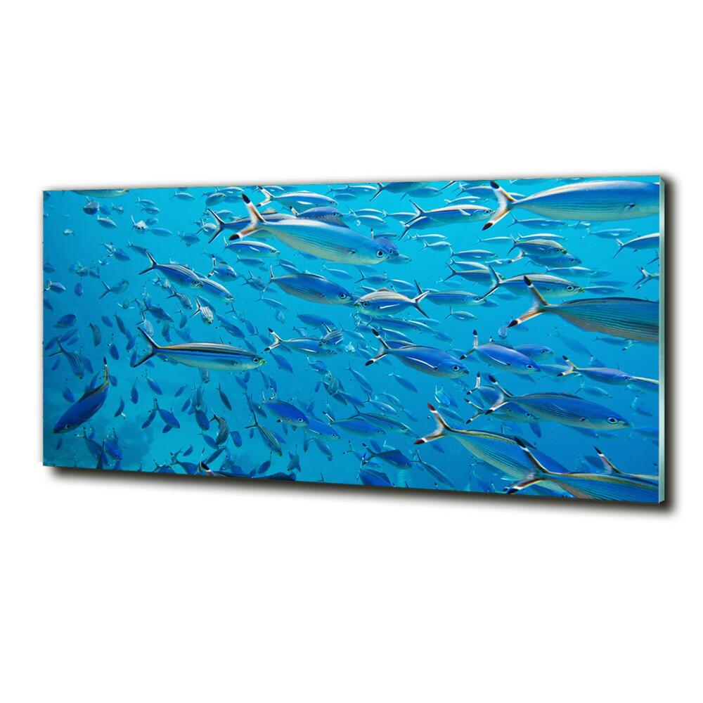 Tableau imprimé sur verre Poisson corail