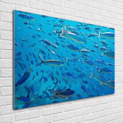 Tableau imprimé sur verre Poisson corail