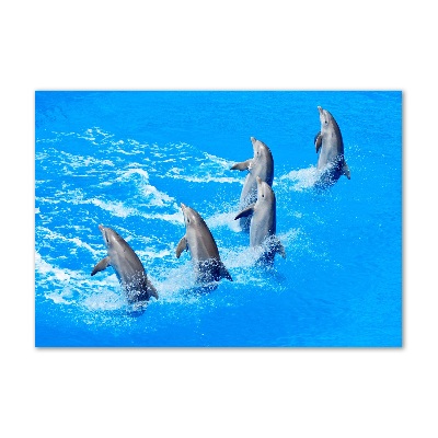 Tableau imprimé sur verre Dauphins