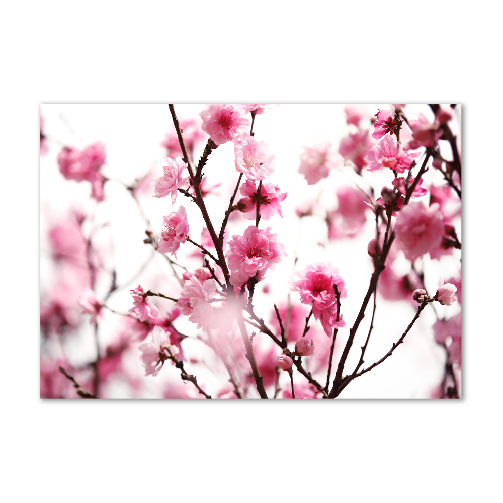 Tableau photo sur verre Fleur de prunier