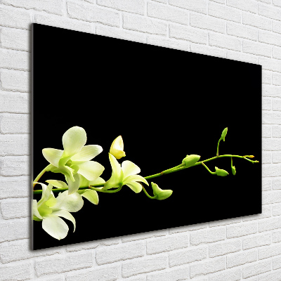 Tableau photo sur verre Orchidée plante