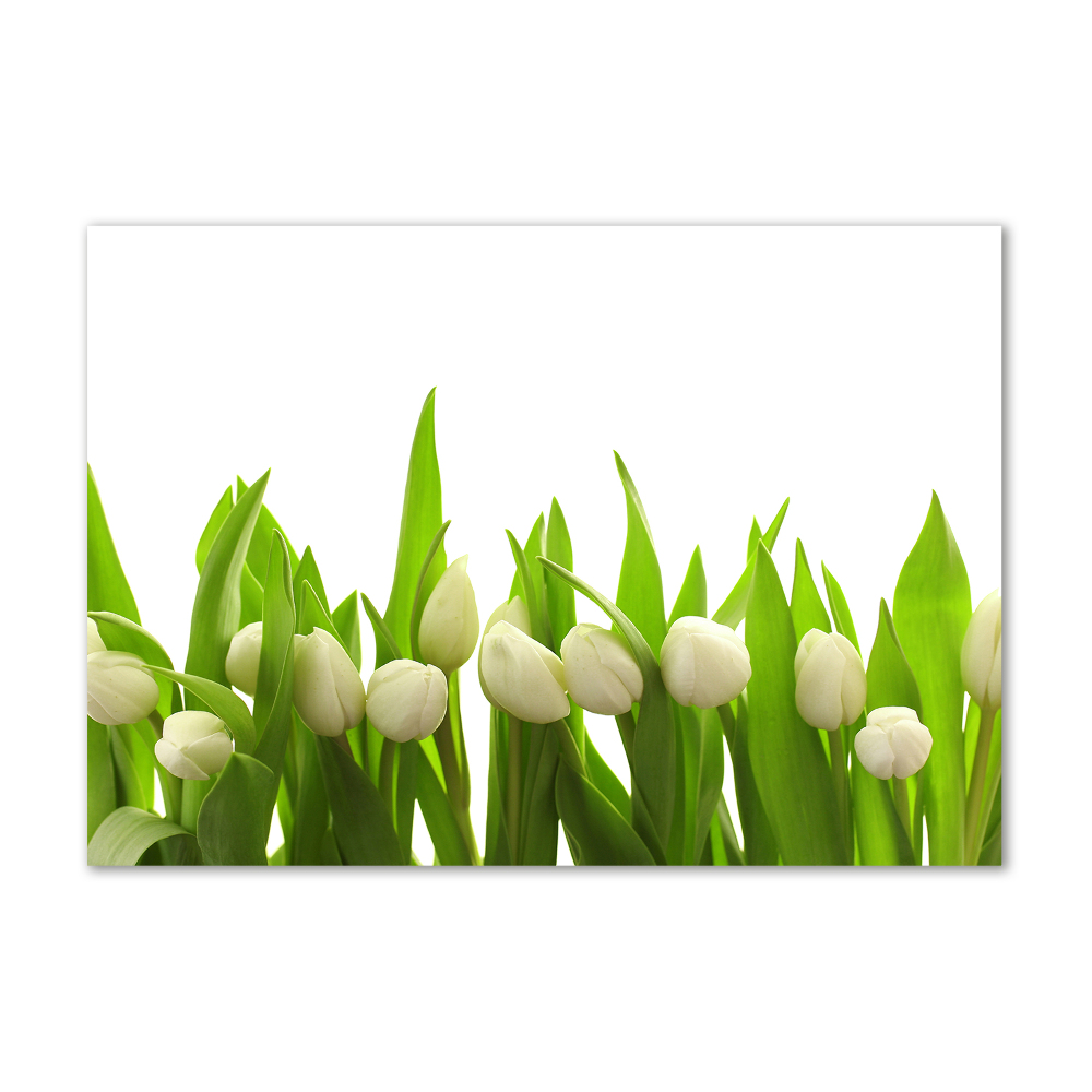 Tableau photo sur verre Tulipes blanches