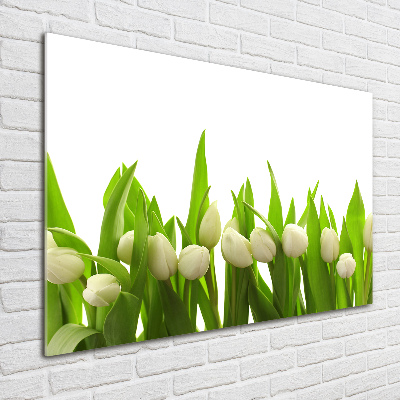 Tableau photo sur verre Tulipes blanches