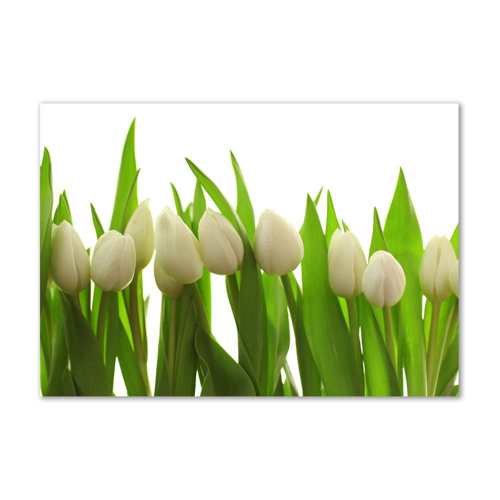 Tableau en verre Tulipes blanches