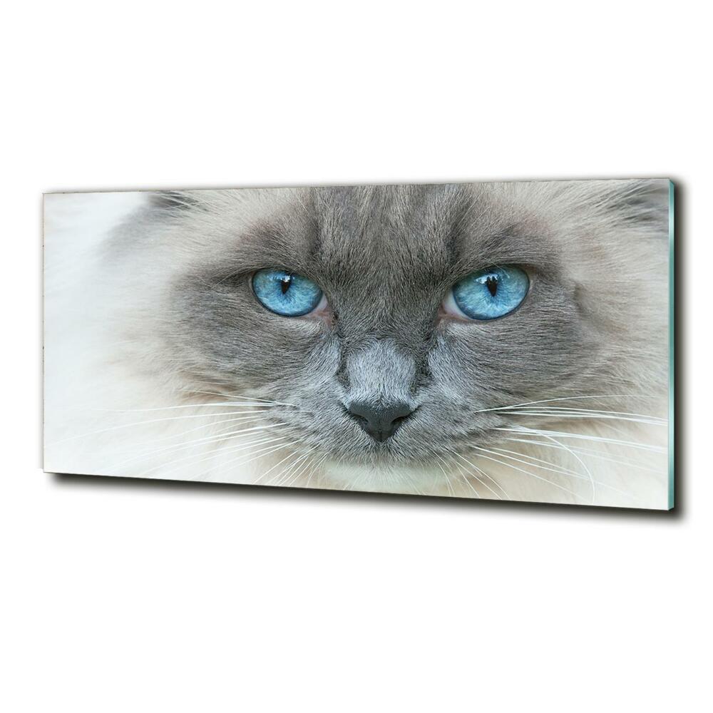 Tableau verre imprimé Chat aux yeux bleus