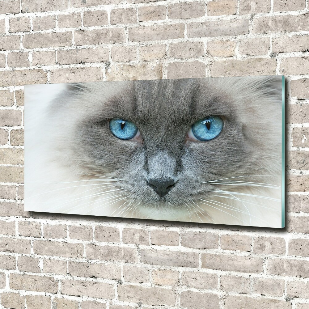 Tableau verre imprimé Chat aux yeux bleus