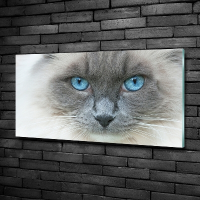 Tableau verre imprimé Chat aux yeux bleus