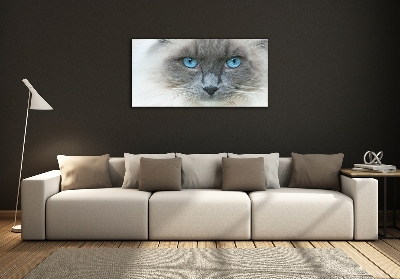 Tableau verre imprimé Chat aux yeux bleus