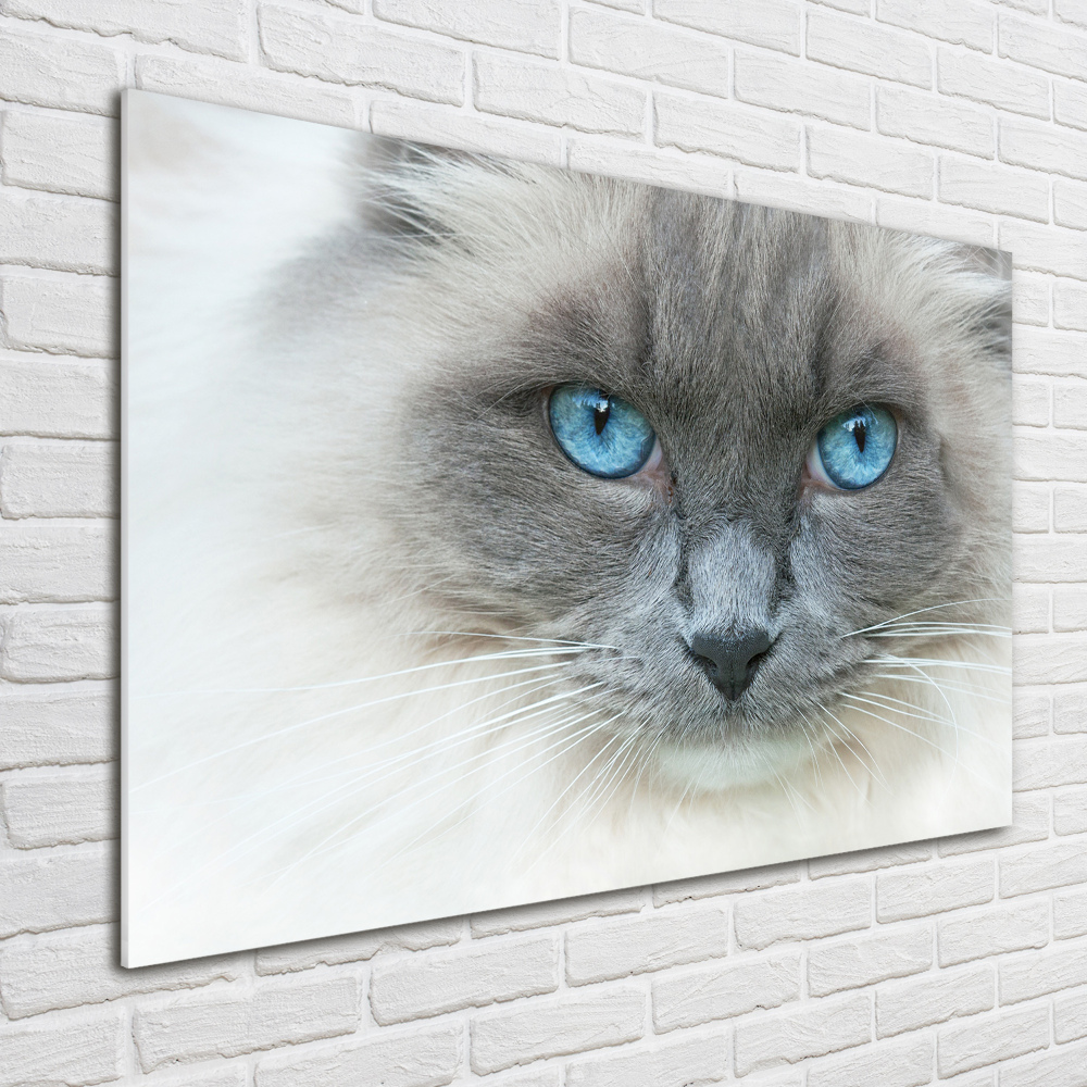 Tableau verre imprimé Chat aux yeux bleus