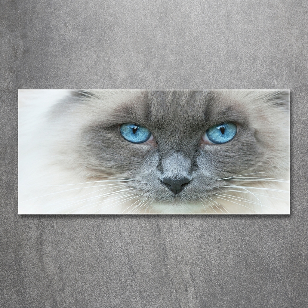 Tableau verre imprimé Chat aux yeux bleus