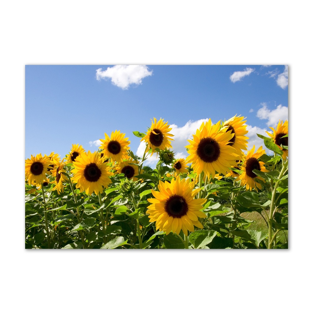 Tableau sur verre Tournesols