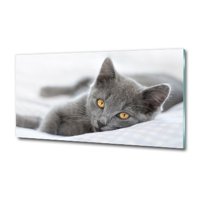 Tableau photo sur verre Chat gris