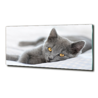 Tableau photo sur verre Chat gris