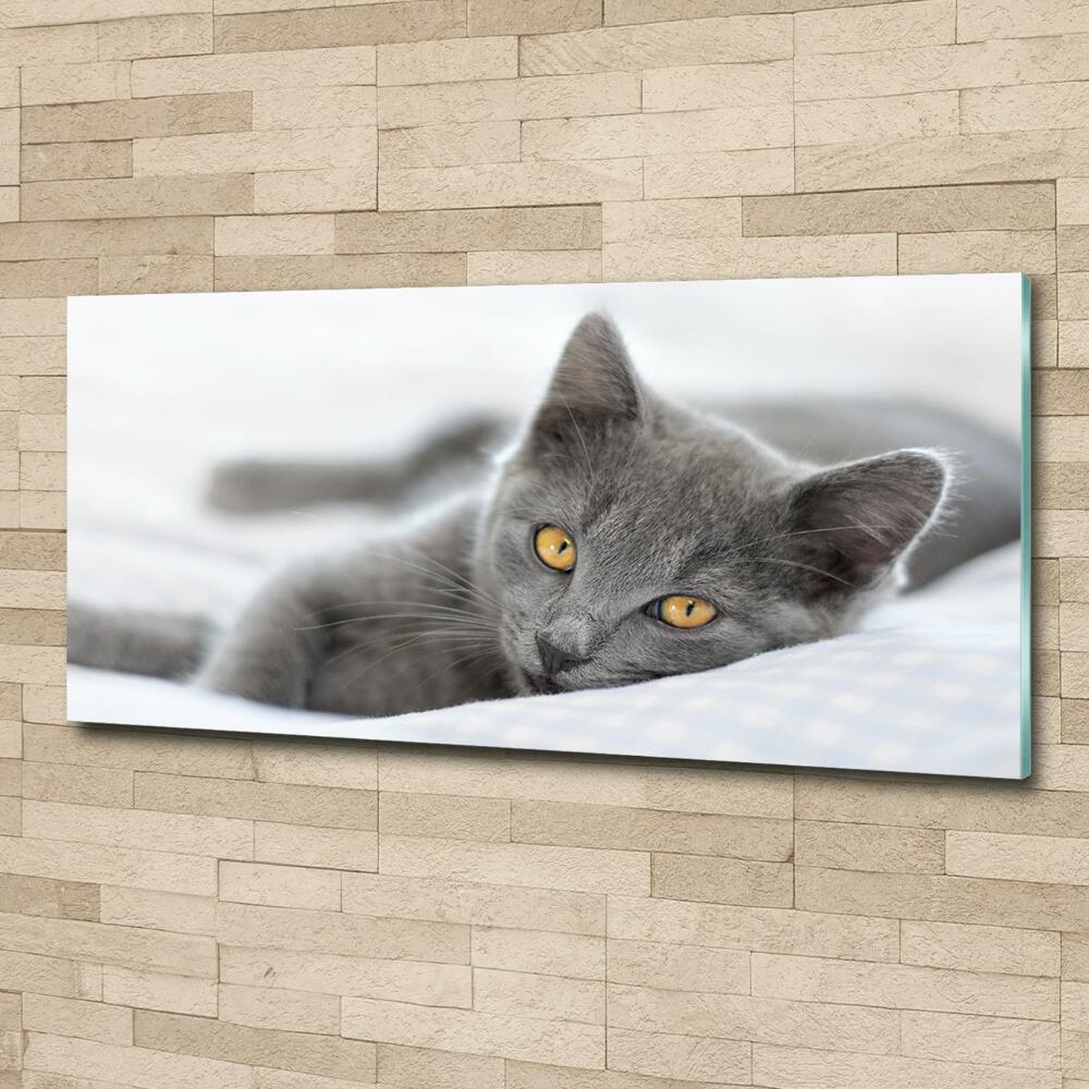 Tableau photo sur verre Chat gris