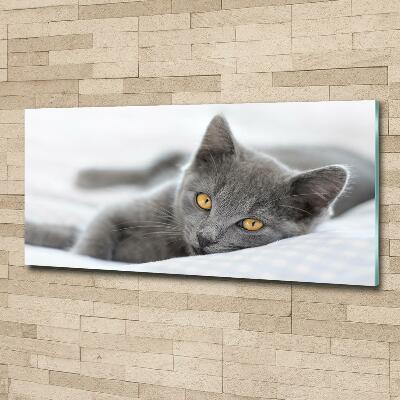 Tableau photo sur verre Chat gris