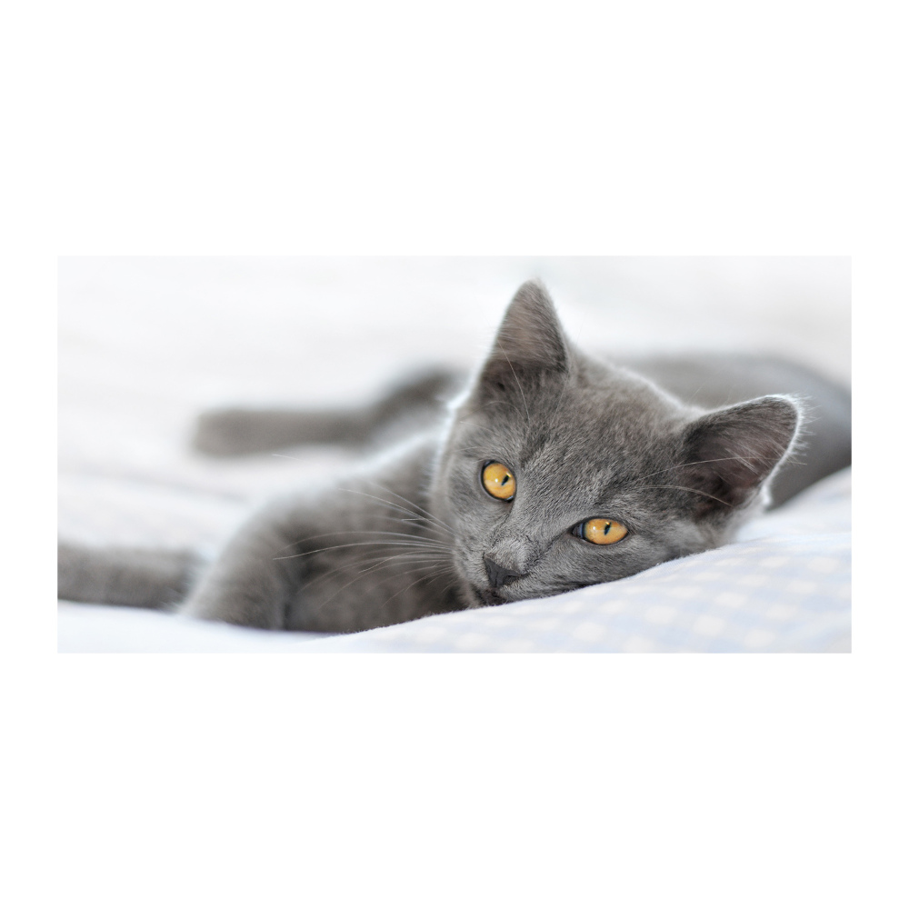 Tableau photo sur verre Chat gris