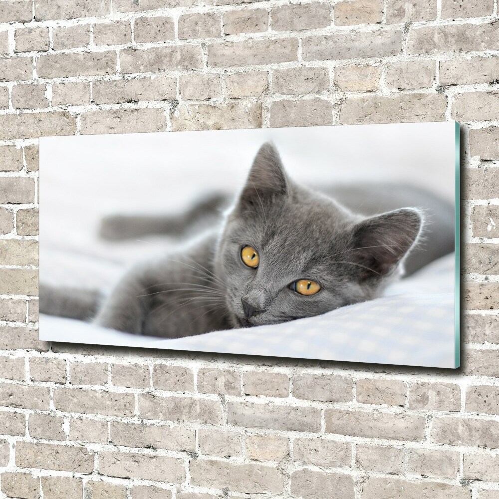 Tableau photo sur verre Chat gris