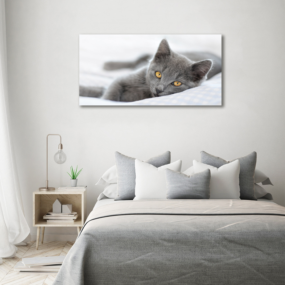 Tableau photo sur verre Chat gris