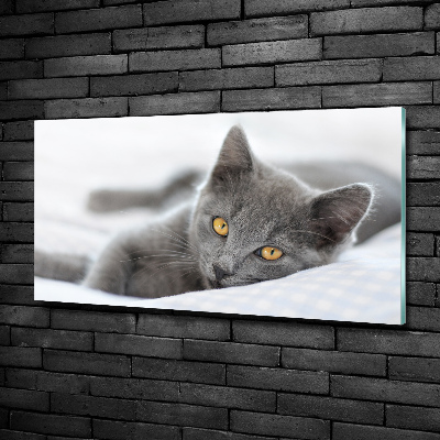 Tableau photo sur verre Chat gris