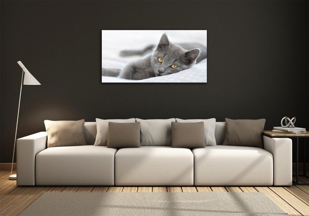 Tableau photo sur verre Chat gris