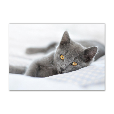 Tableau photo sur verre Chat gris