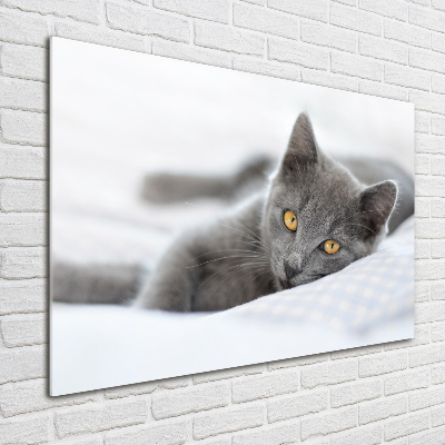 Tableau photo sur verre Chat gris