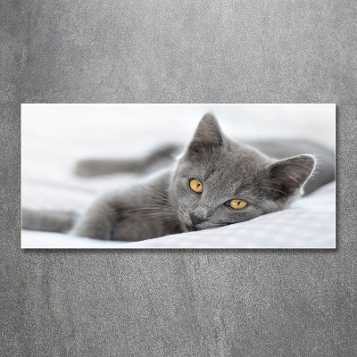 Tableau photo sur verre Chat gris