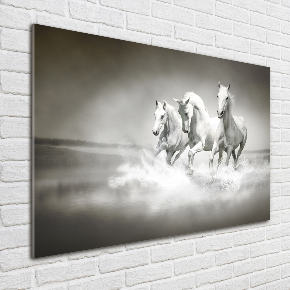 Tableau imprimé sur verre Chevaux blancs