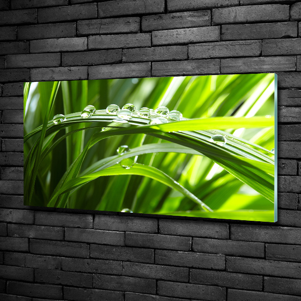 Tableau en verre Gouttes sur l'herbe