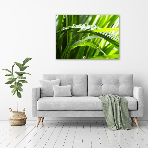 Tableau en verre Gouttes sur l'herbe
