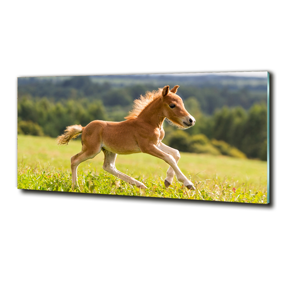 Tableau sur verre Poulain au galop