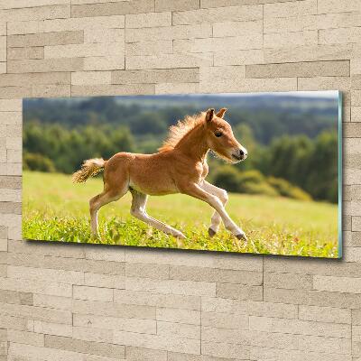 Tableau sur verre Poulain au galop