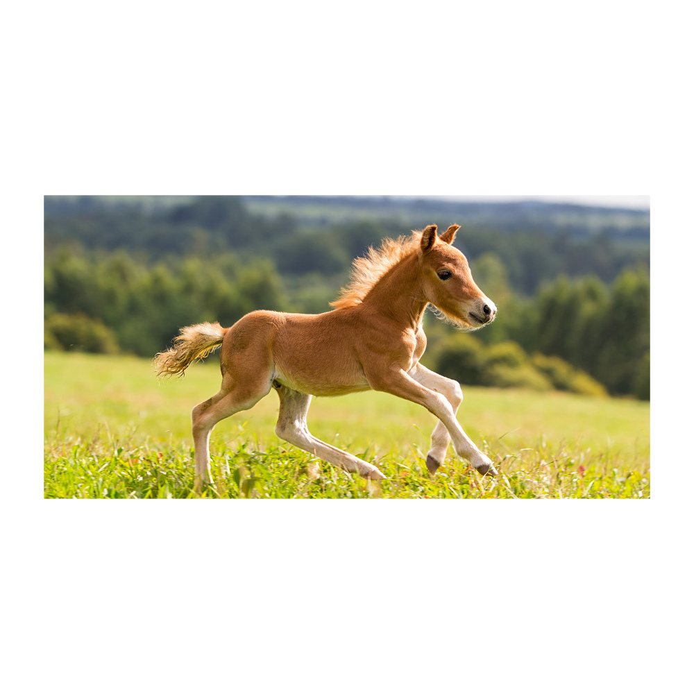 Tableau sur verre Poulain au galop