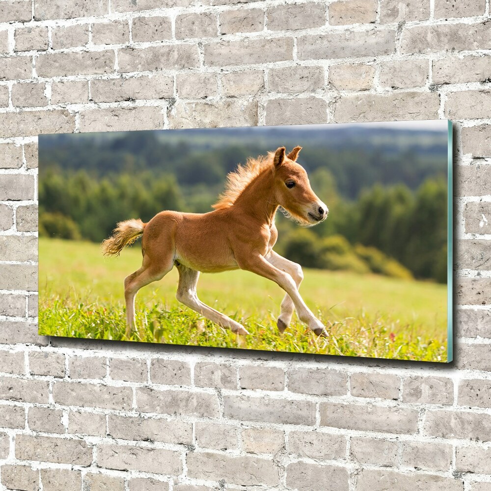 Tableau sur verre Poulain au galop