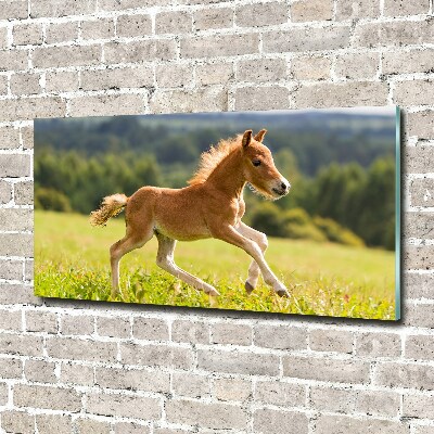 Tableau sur verre Poulain au galop