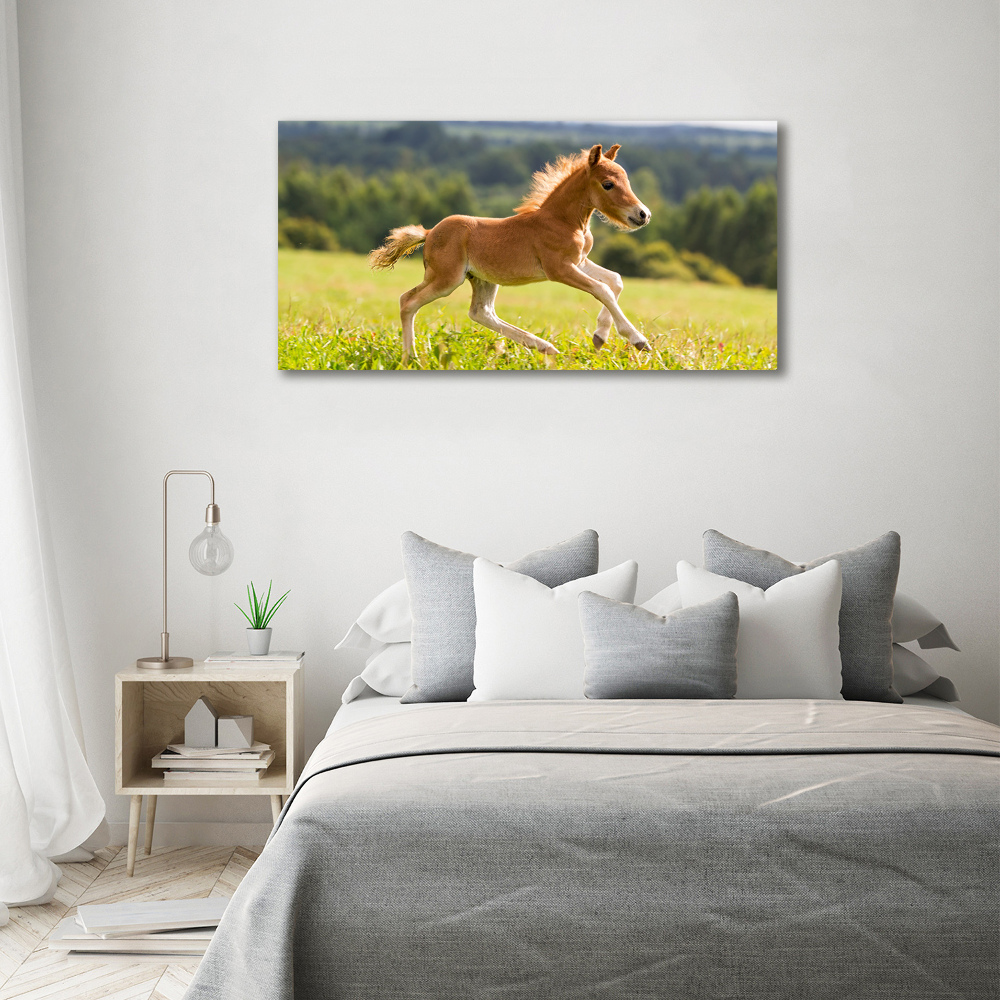 Tableau sur verre Poulain au galop