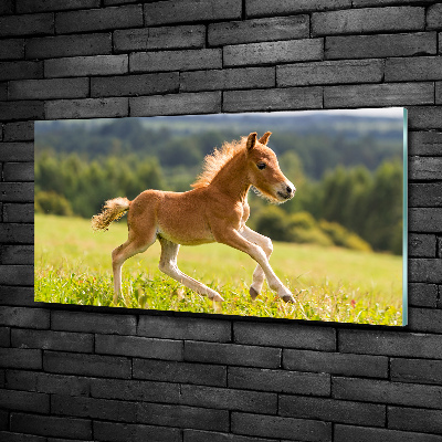 Tableau sur verre Poulain au galop