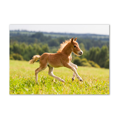 Tableau sur verre Poulain au galop