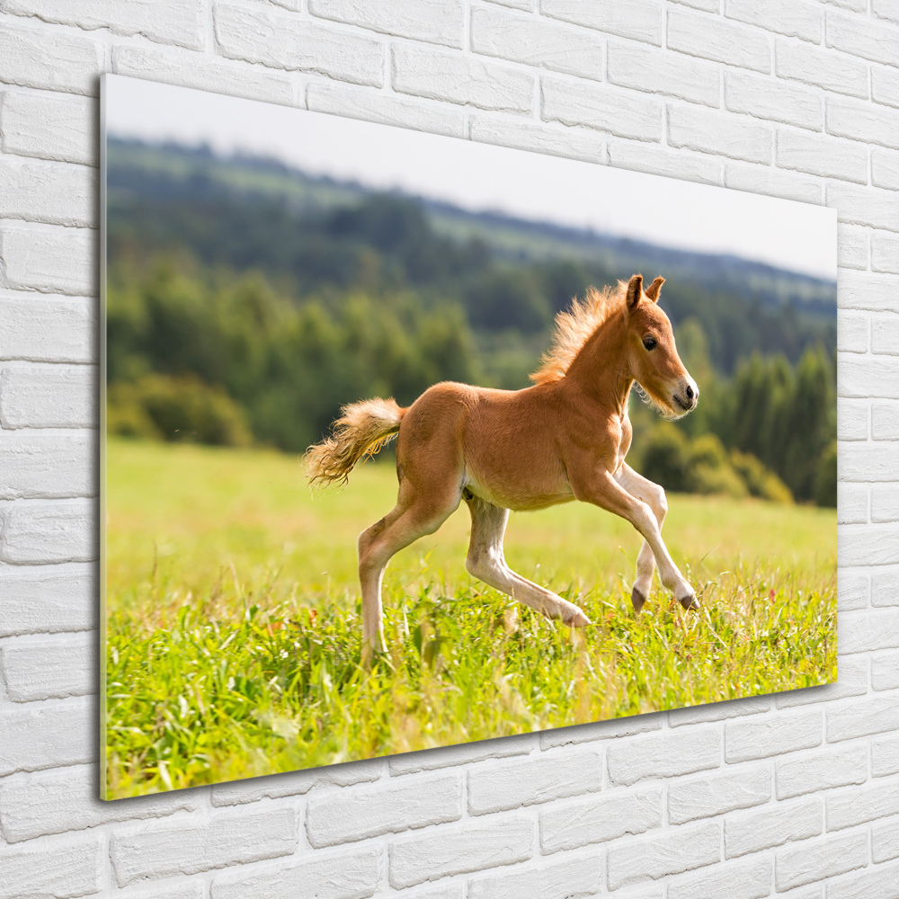 Tableau sur verre Poulain au galop