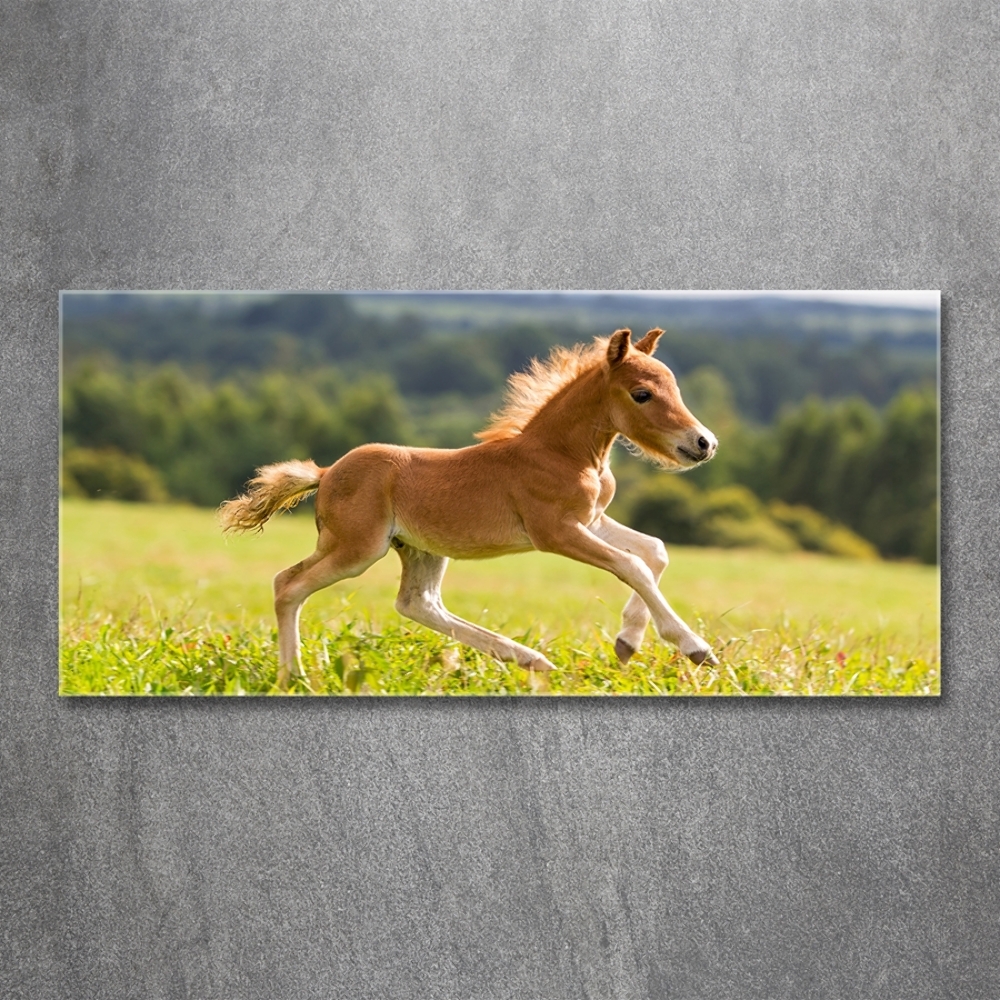 Tableau sur verre Poulain au galop