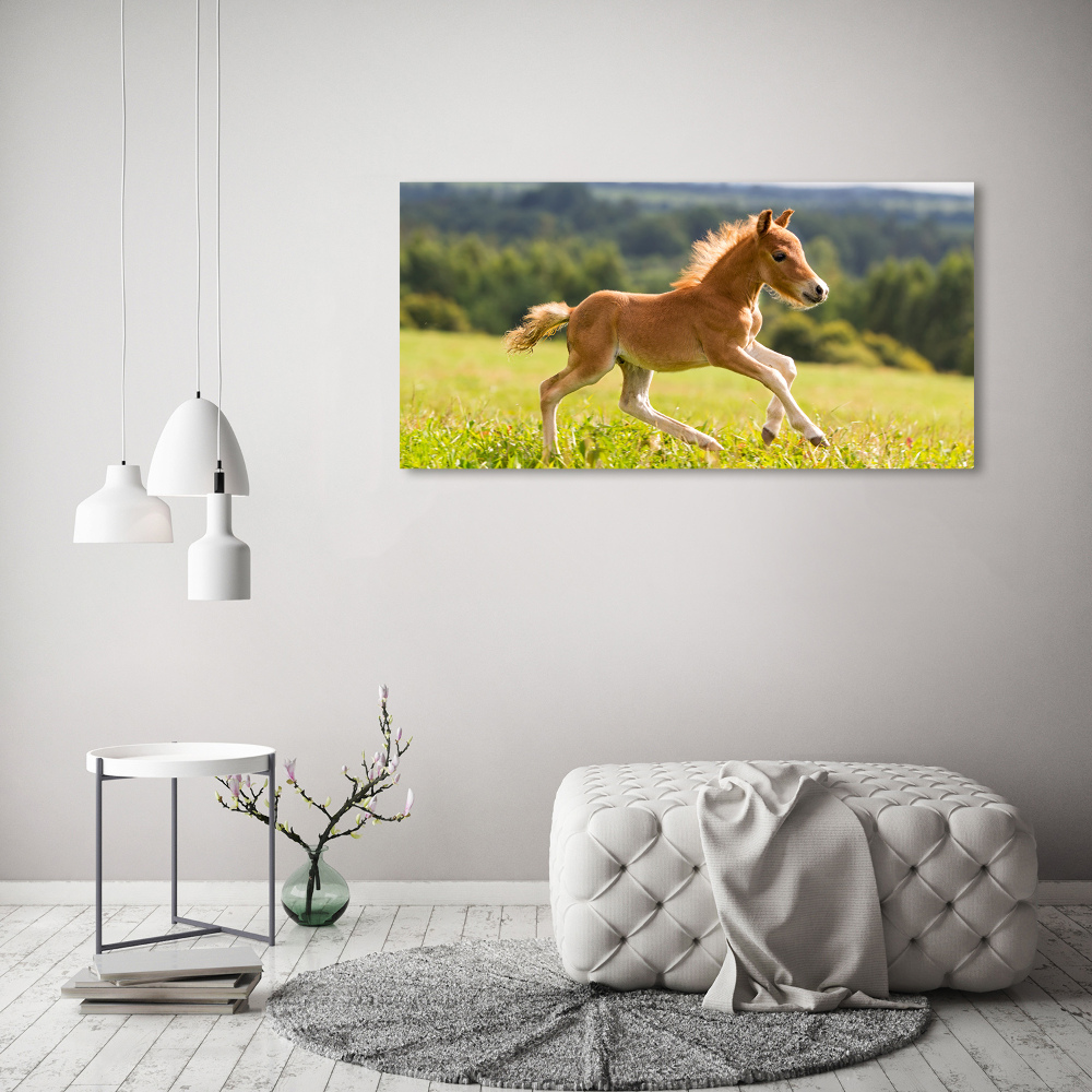 Tableau sur verre Poulain au galop