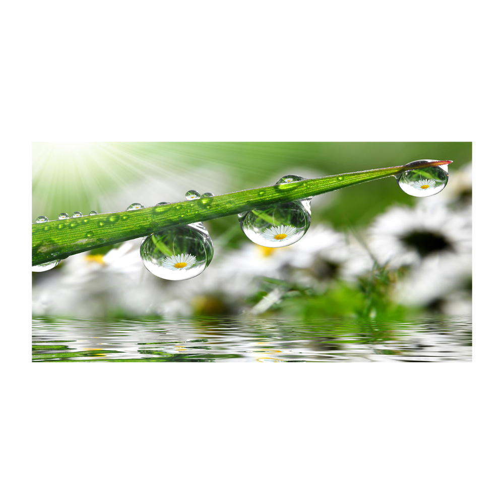 Tableau sur verre Gouttes sur l'herbe