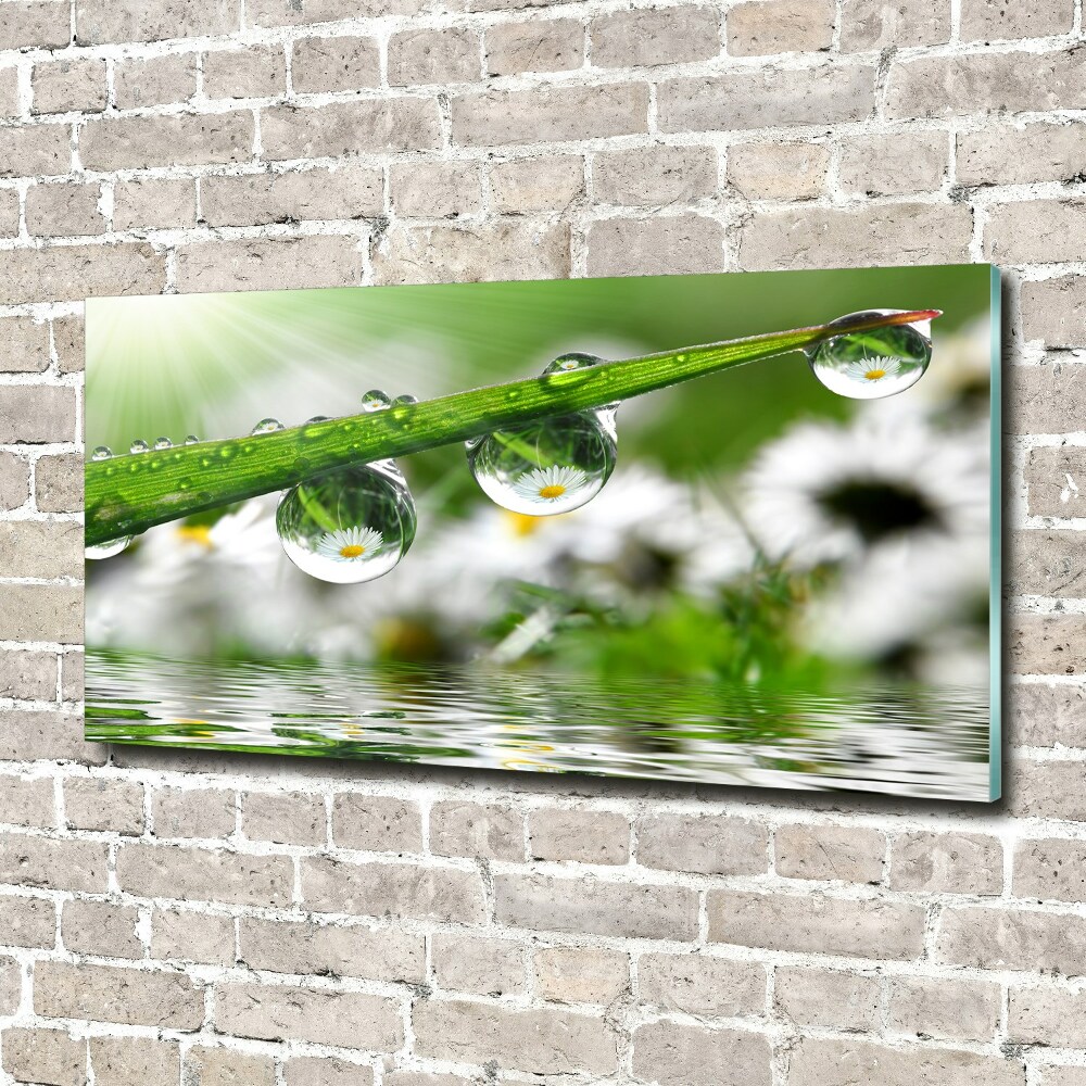 Tableau sur verre Gouttes sur l'herbe