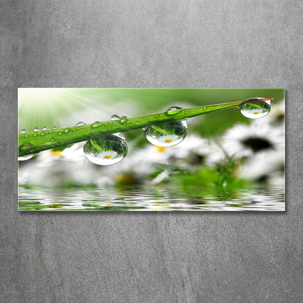 Tableau sur verre Gouttes sur l'herbe