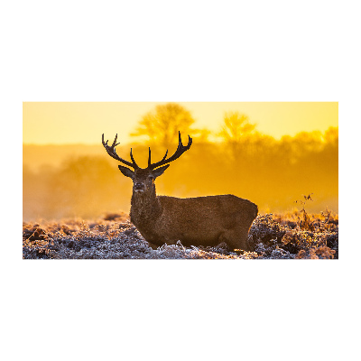 Tableau photo sur verre Cerf au lever du soleil