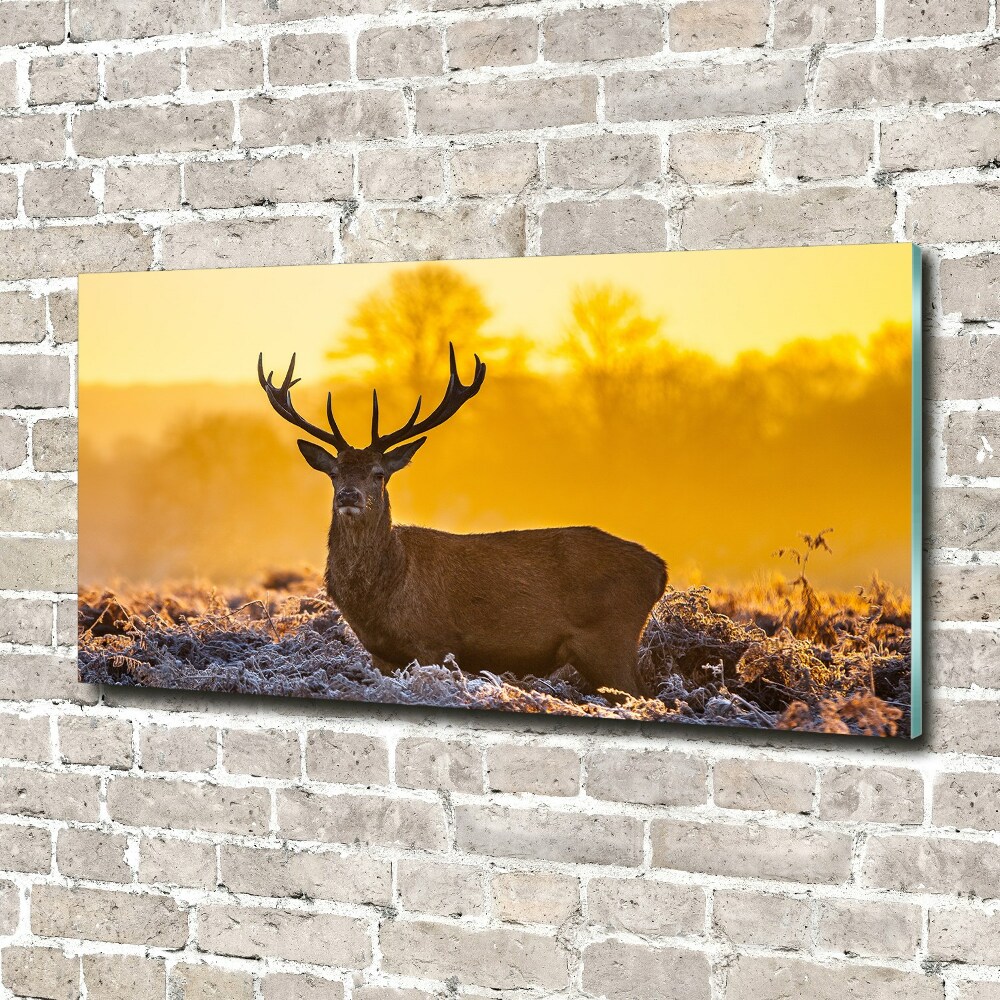 Tableau photo sur verre Cerf au lever du soleil