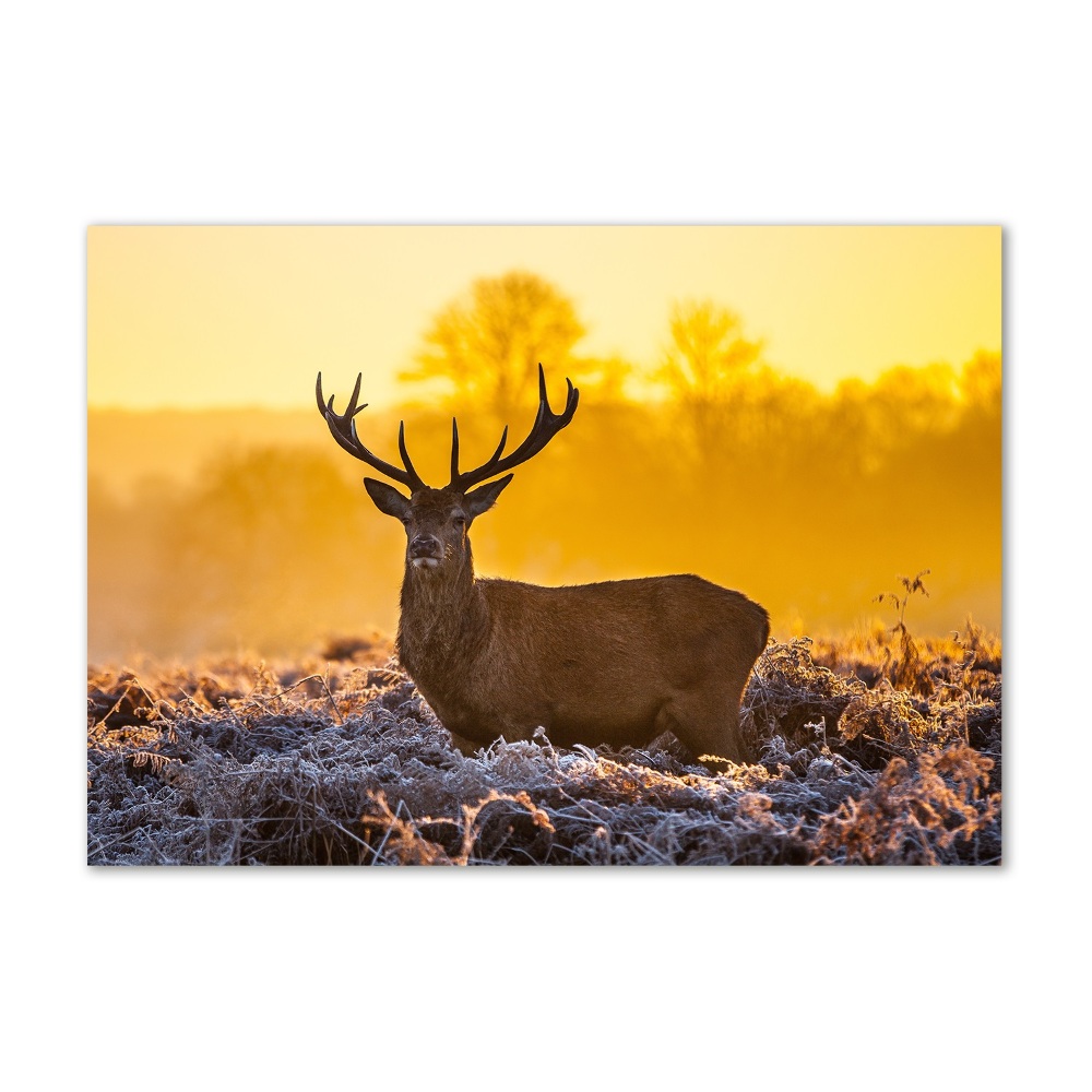 Tableau photo sur verre Cerf au lever du soleil